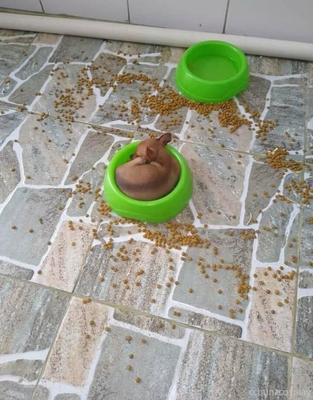 Owlicats Nude Leaked OnlyFans Photo #995