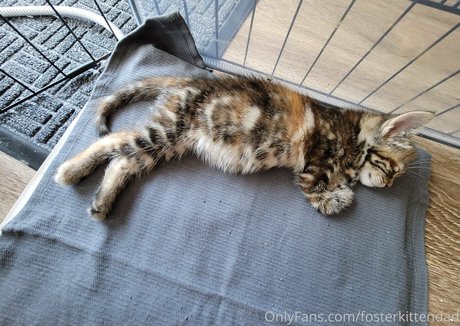 fosterkittendad