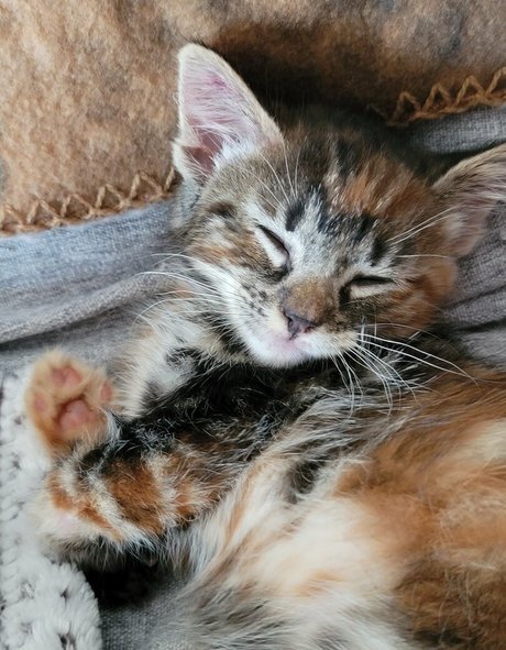 fosterkittendad