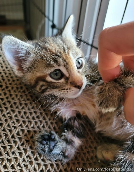 fosterkittendad