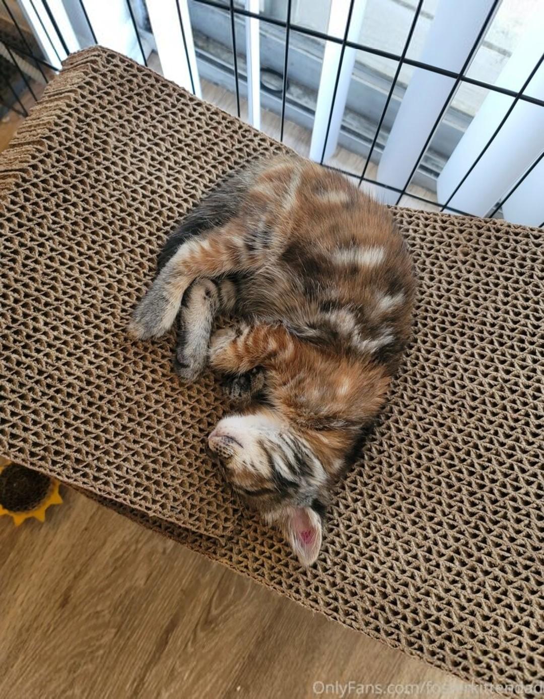 fosterkittendad