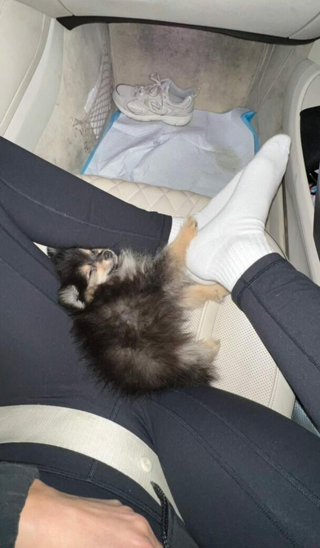 Owlicats Nude Leaked OnlyFans Photo #995